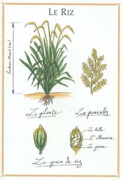 images (1)